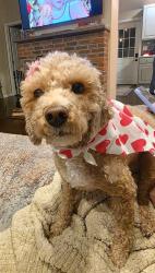 Lost Female Dog last seen Near st y 12 avenue, Brooklyn, NY 11232