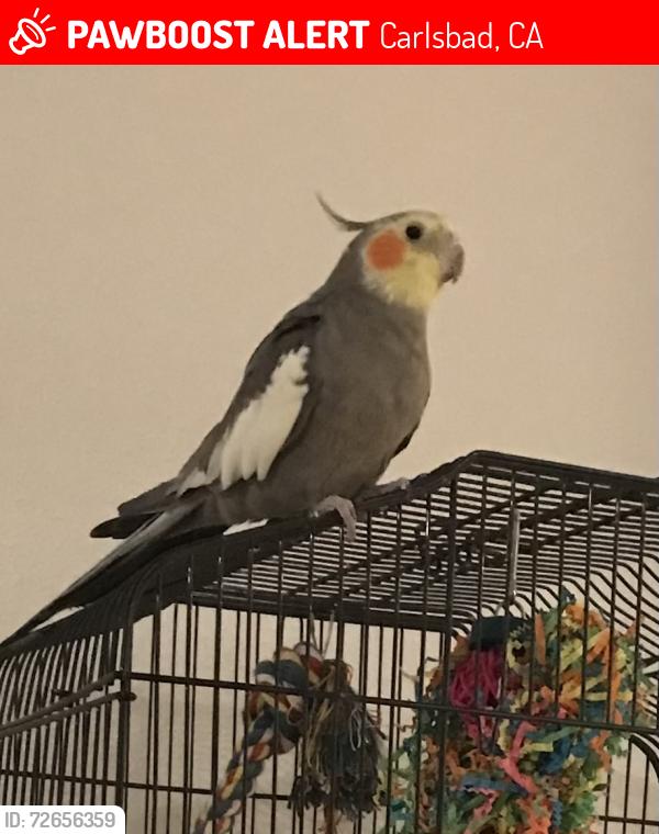 Lost Male Bird last seen Avenida encinas and poinsettia, Carlsbad, CA 92011