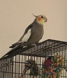 Lost Male Bird last seen Avenida encinas and poinsettia, Carlsbad, CA 92011