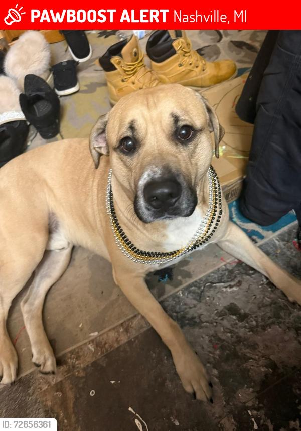 Lost Male Dog last seen Kalamo Hwy and Mason Rd , Nashville, MI 49073