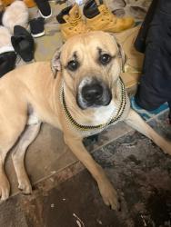 Lost Male Dog last seen Kalamo Hwy and Mason Rd , Nashville, MI 49073