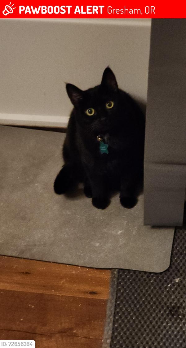 Lost Female Cat last seen Palmquist Rd, Gresham, OR 97080