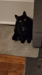 Lost Female Cat last seen Palmquist Rd, Gresham, OR 97080