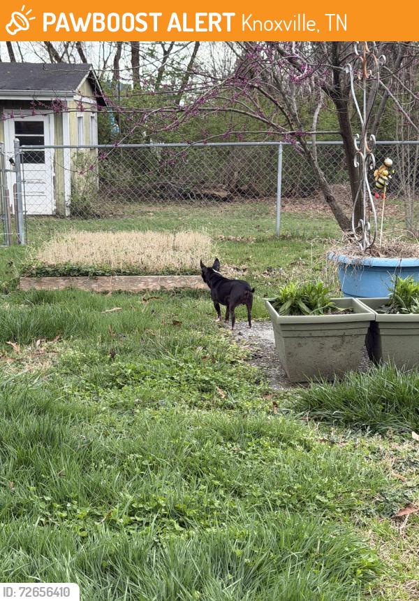 Found/Stray Unknown Dog last seen Merchant Dr & Inskip area, Knoxville, TN 37917