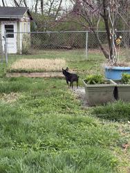 Found/Stray Unknown Dog last seen Merchant Dr & Inskip area, Knoxville, TN 37917