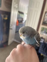 Found/Stray Unknown Bird last seen Pool Road and Highland Meadows Drive, Colleyville, TX 76034