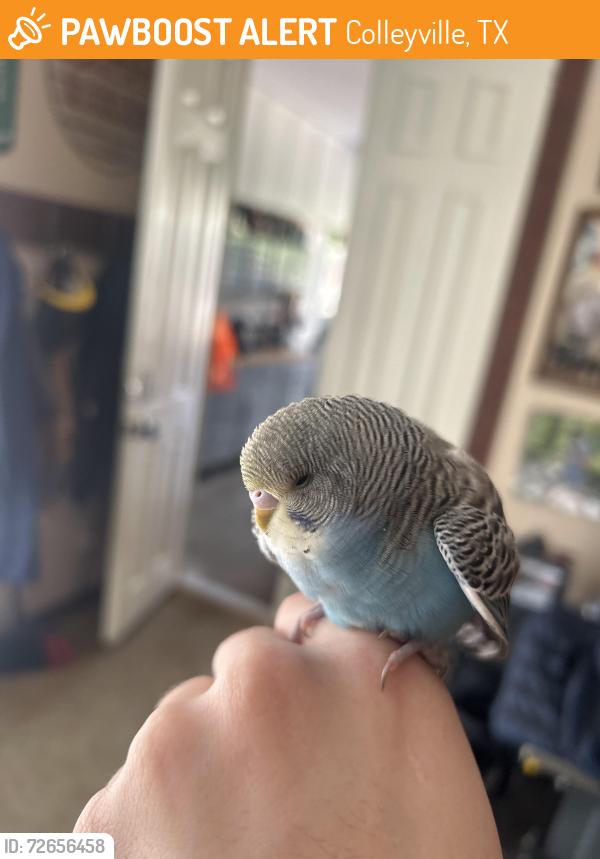 Found/Stray Unknown Bird last seen Pool Road and Highland Meadows Drive, Colleyville, TX 76034