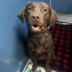 Found/Stray Male Dog last seen Young's Park, Overland Park, KS 66204
