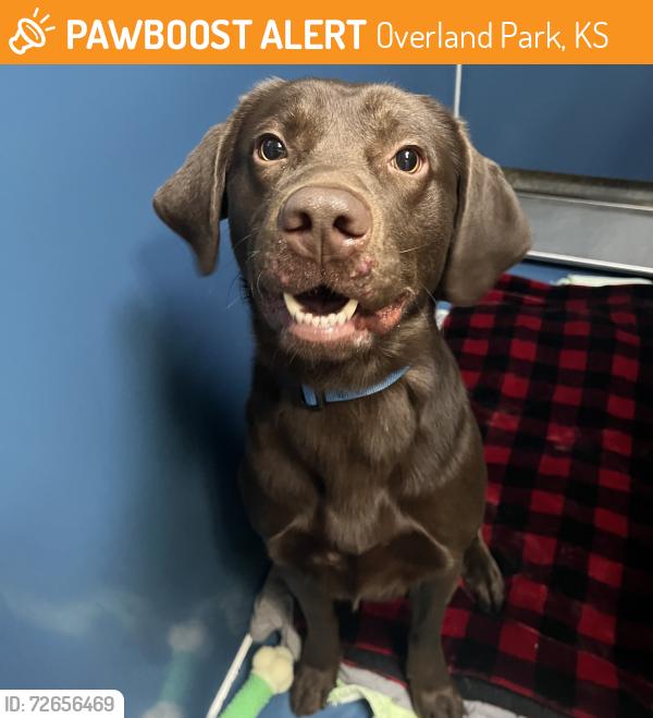 Found/Stray Male Dog last seen Young's Park, Overland Park, KS 66204