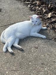 Found/Stray Unknown Cat last seen Dr mudd elementary school, Charles County, MD 20601