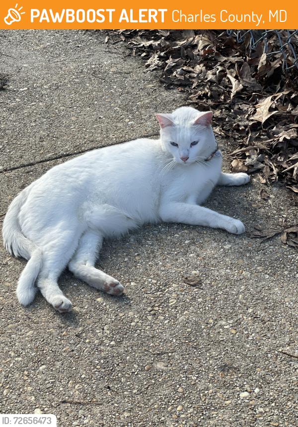 Found/Stray Unknown Cat last seen Dr mudd elementary school, Charles County, MD 20601