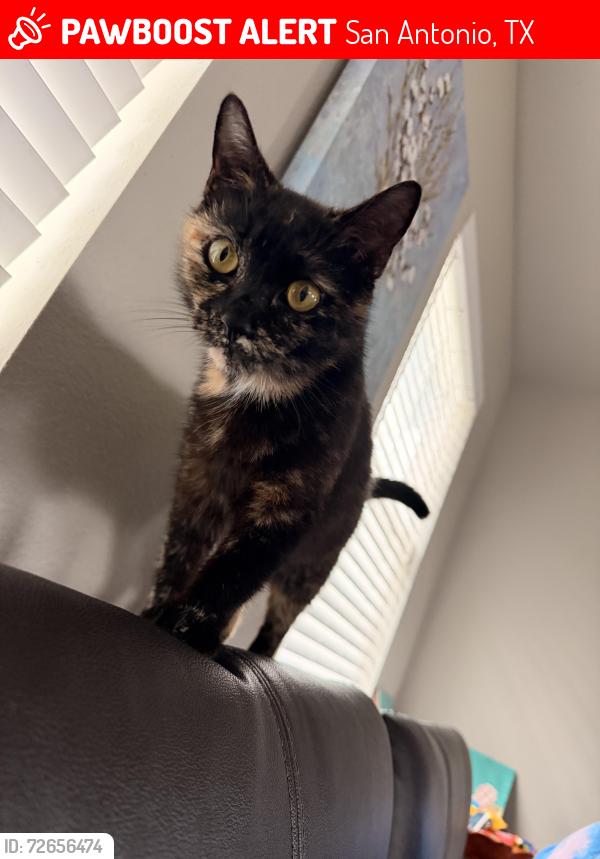 Lost Female Cat last seen Near oak park north wood , San Antonio, TX 78209