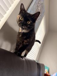 Lost Female Cat last seen Near oak park north wood , San Antonio, TX 78209