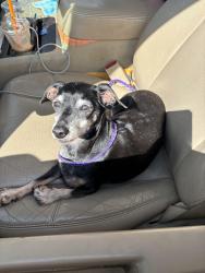 Found/Stray Female Dog last seen Okc shelter, Oklahoma City, OK 73108