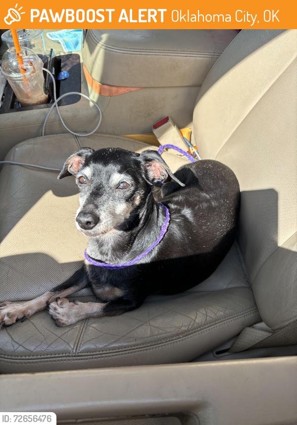 Found/Stray Female Dog last seen Okc shelter, Oklahoma City, OK 73108