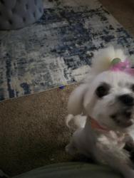 Lost Female Dog last seen N Es /Ashley dr, The Village, OK 73120