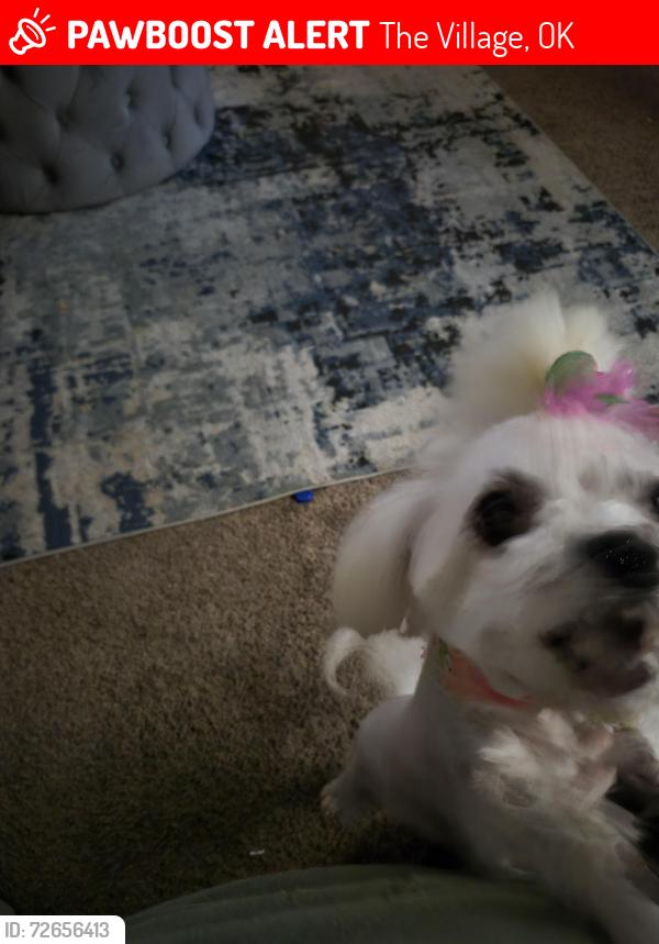 Lost Female Dog last seen N Es /Ashley dr, The Village, OK 73120
