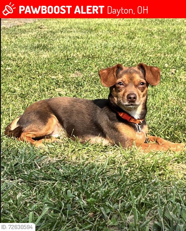 Lost Female Dog last seen Maplehurst av and Philadelphia Dr , Westwood, dayton, Dayton, OH 45406