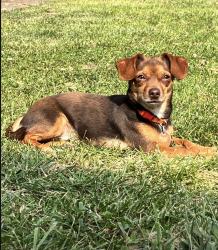 Lost Female Dog last seen Maplehurst av and Philadelphia Dr , Westwood, dayton, Dayton, OH 45406
