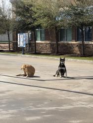 Found/Stray Unknown Dog last seen Dutch bros , Tomball, TX 77377