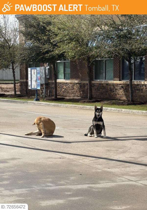 Found/Stray Unknown Dog last seen Dutch bros , Tomball, TX 77377