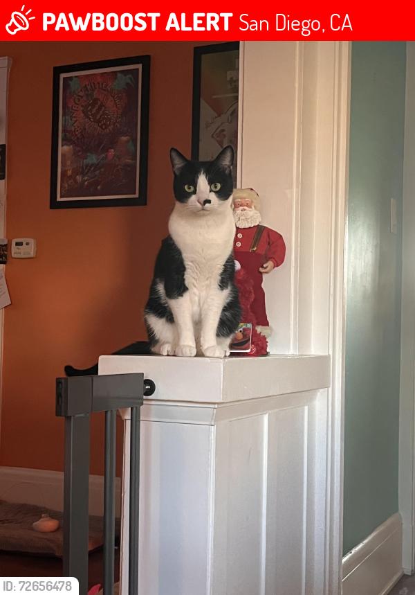 Lost Male Cat last seen Granada Ave & Palm 92104, San Diego, CA 92104