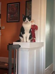 Lost Male Cat last seen Granada Ave & Palm 92104, San Diego, CA 92104