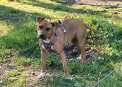 Lost Female Dog last seen Emmaus Church Rd Dudley nc, Dudley, NC 28365