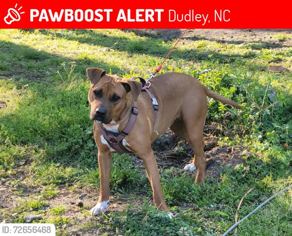 Lost Female Dog last seen Emmaus Church Rd Dudley nc, Dudley, NC 28365