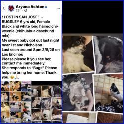 Lost Female Dog last seen North 1st and Nicolson, San Jose, CA 95134