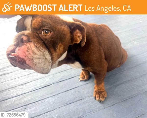 Found/Stray Female Dog last seen Vernon Ave & Long Beach Ave, Los Angeles, CA 90011