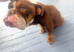 Found/Stray Female Dog last seen Vernon Ave & Long Beach Ave, Los Angeles, CA 90011