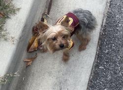 Lost Male Dog last seen Near foster st, District Heights, MD 20747