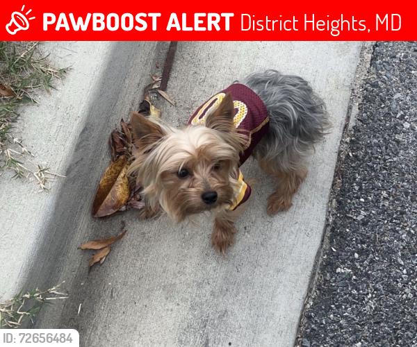 Lost Male Dog last seen Near foster st, District Heights, MD 20747