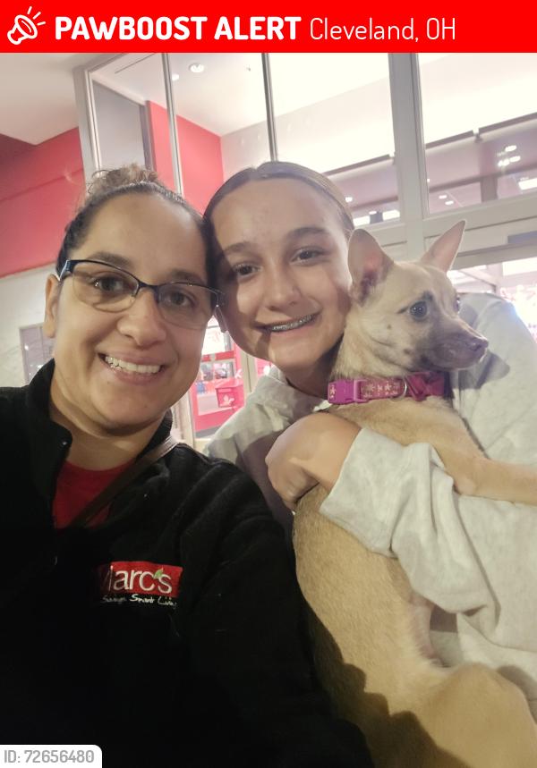 Lost Female Dog last seen West 44th St Street runs into Fulton Rd , Cleveland, OH 44109