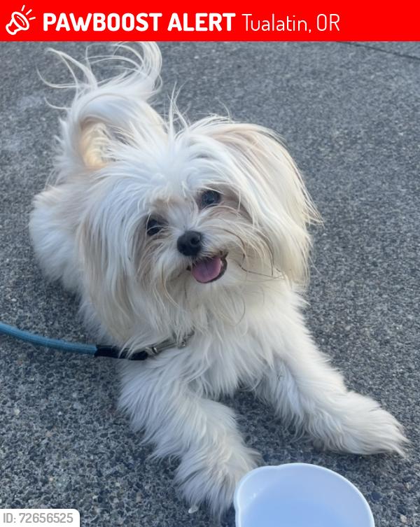 Lost Male Dog last seen apmt 180, Tualatin, OR 97062