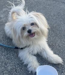 Lost Male Dog last seen apmt 180, Tualatin, OR 97062