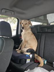 Found/Stray Female Dog last seen Unknown, Brazoria County, TX 77515