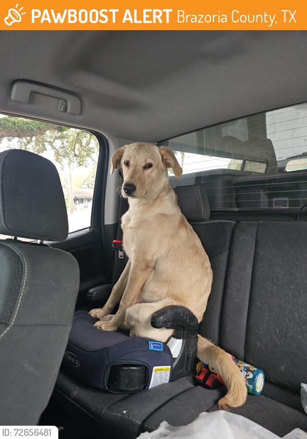 Found/Stray Female Dog last seen Unknown, Brazoria County, TX 77515