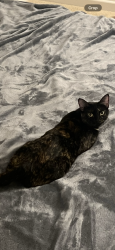 Lost Female Cat last seen Tennis ests Gated Community, Huntington Beach, CA 92649
