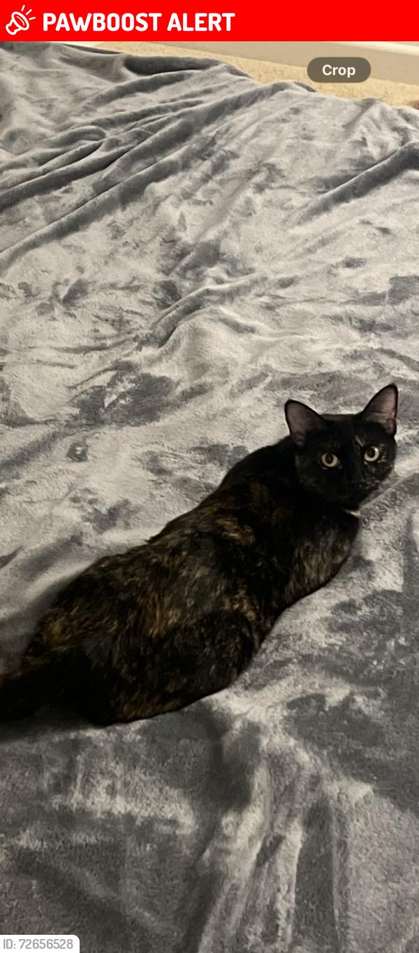 Lost Female Cat last seen Tennis ests Gated Community, Huntington Beach, CA 92649