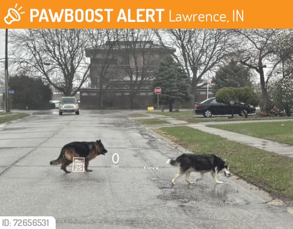 Found/Stray Unknown Dog last seen 52nd and Shadeland Ave, Lawrence, IN 46226