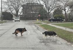 Found/Stray Unknown Dog last seen 52nd and Shadeland Ave, Lawrence, IN 46226
