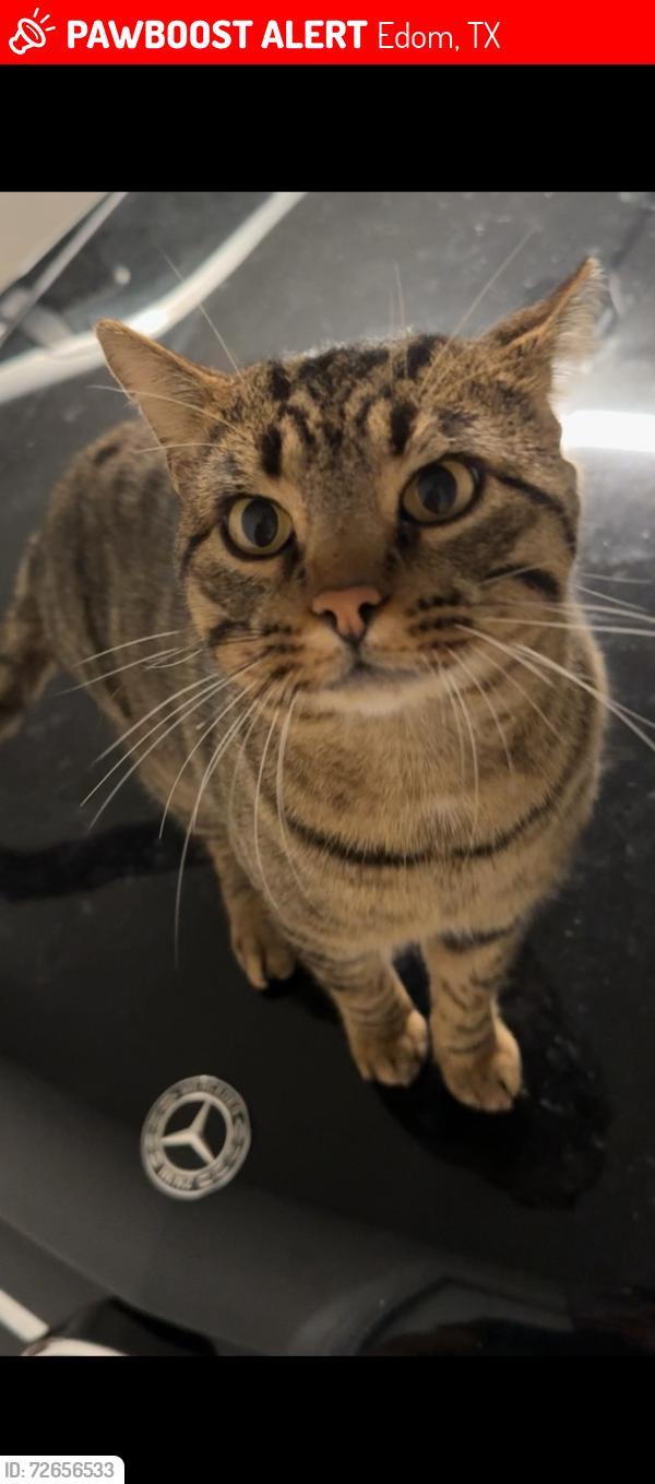 Lost Male Cat last seen By the baptist church, Edom, TX 75756