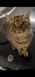 Lost Male Cat last seen By the baptist church, Edom, TX 75756