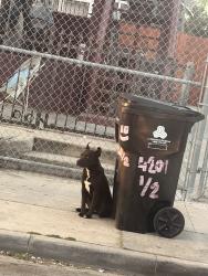 Lost Unknown Dog last seen 42nd and flower by the freeway, Los Angeles, CA 90037
