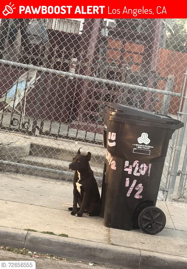Lost Unknown Dog last seen 42nd and flower by the freeway, Los Angeles, CA 90037