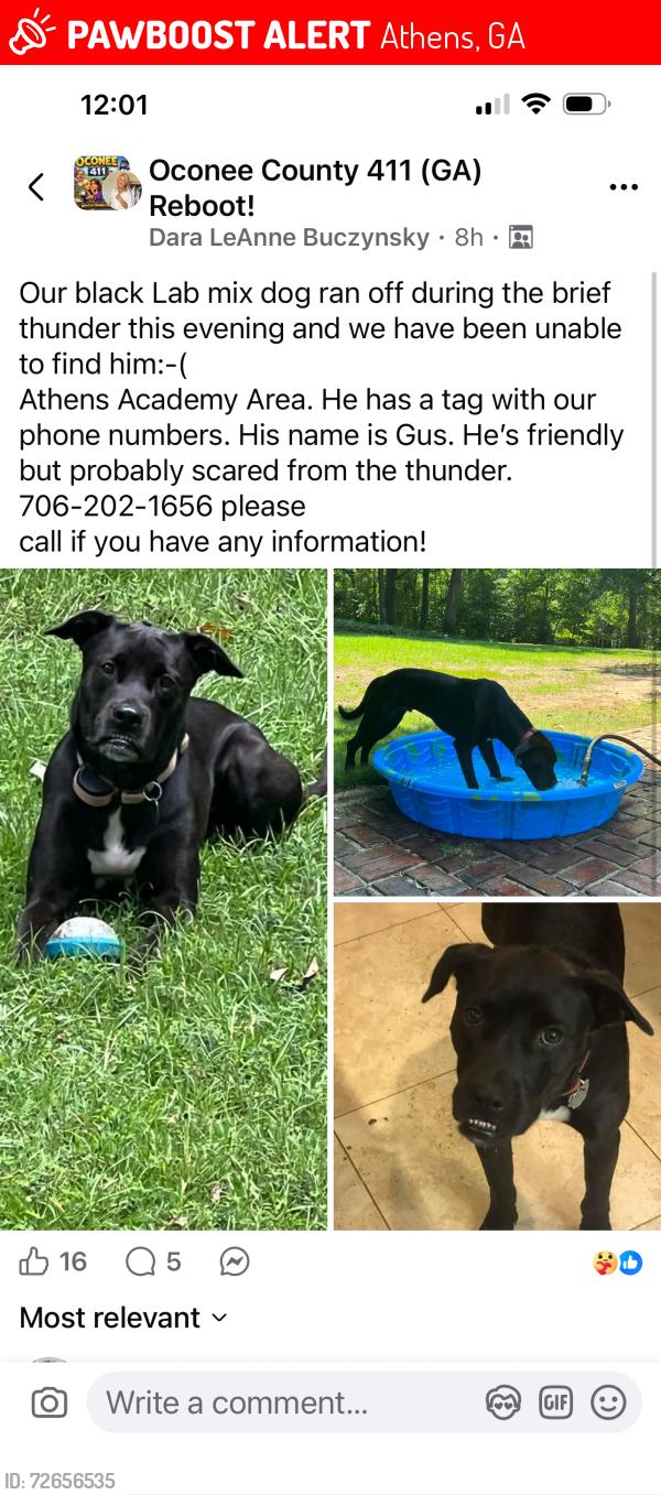 Lost Male Dog last seen Spartan Lane and LaVista Road, Athens, GA 30606