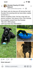 Lost Male Dog last seen Spartan Lane and LaVista Road, Athens, GA 30606