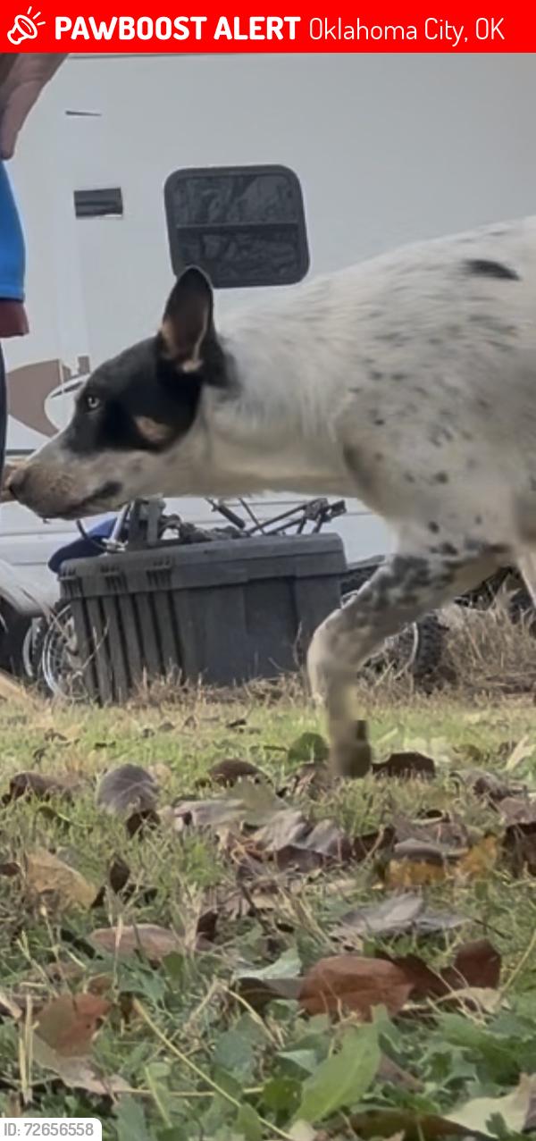 Lost Female Dog last seen Between 119th and 134th on dobbs, Oklahoma City, OK 74851